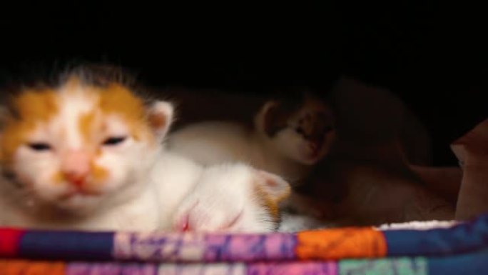 黄色塑料盒中的新生幼猫。可爱的快乐和好奇的白色小猫，