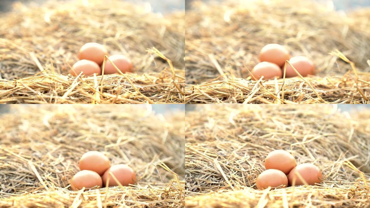 农场早晨阳光下干草巢中的鸡蛋