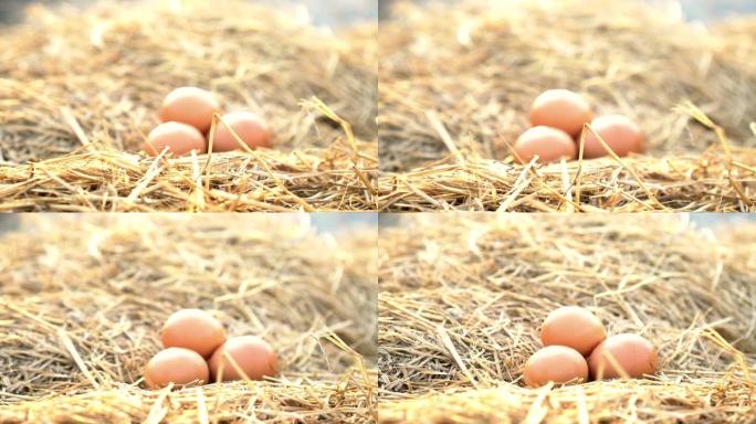 农场早晨阳光下干草巢中的鸡蛋