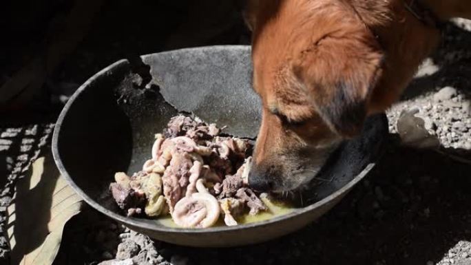 饥饿的棕色母狗在破碎的金属锅上吃剩下的鸡肠。