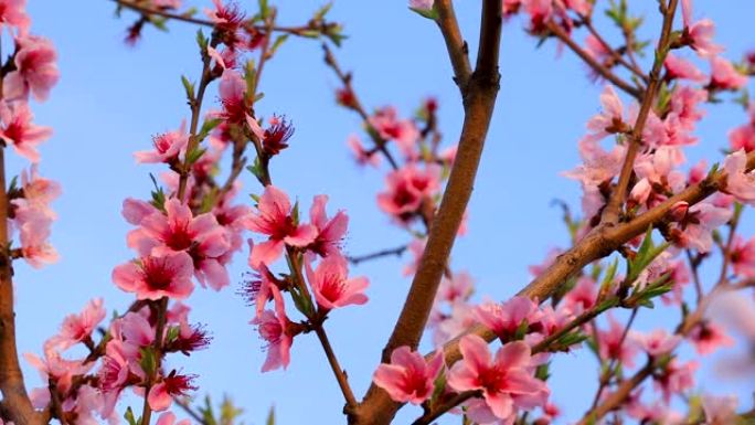 粉红色的桃花在春天的花园里。