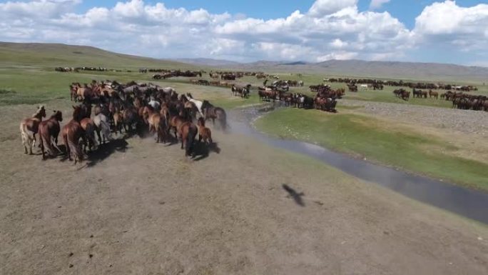 空中无人机射击了在蒙古鹰影罕见的河边奔跑的马群