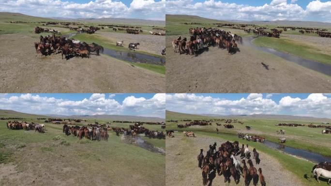 空中无人机射击了在蒙古鹰影罕见的河边奔跑的马群