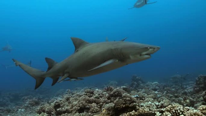 太平洋上美丽的柠檬鲨和鱼类。水下生活，鲨鱼在珊瑚礁附近游泳。在清澈的水中潜水。