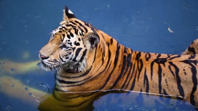老虎的肖像，孟加拉虎坐在水中成为泰国动物园的低中暑。表演孟加拉虎是最大的，也是极其罕见的。野生动物旅
