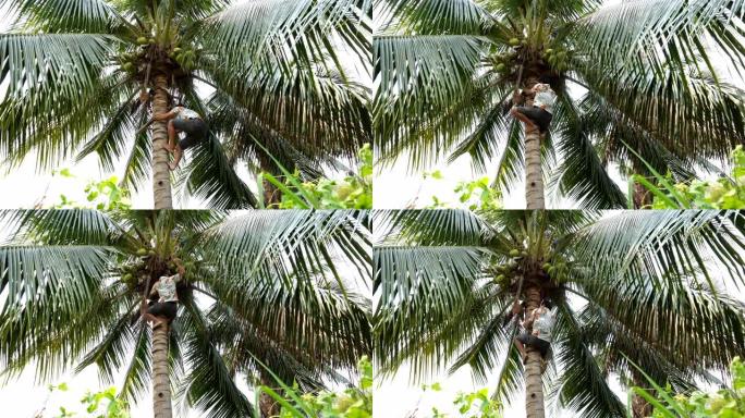 爬椰子树的人摘椰子