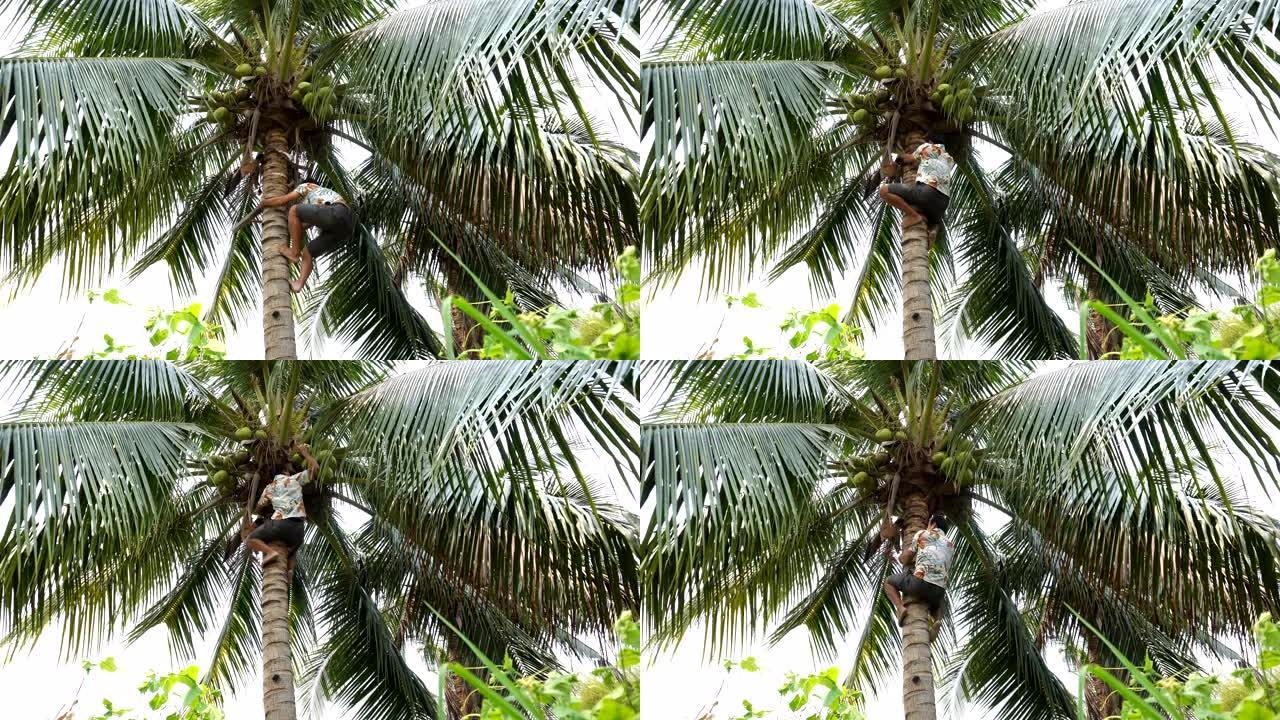 爬椰子树的人摘椰子