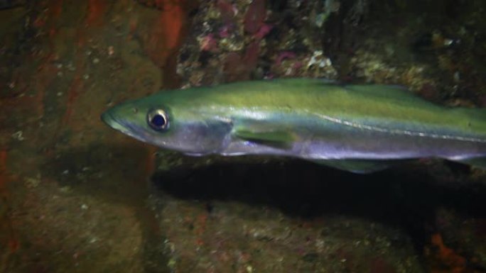 水下大西洋鳕鱼鳕鱼鱼群海洋大海野生动物