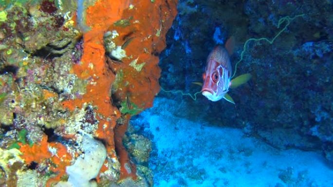 热带珊瑚礁场景，硬珊瑚上有巨型松鼠鱼