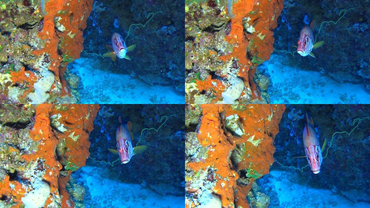 热带珊瑚礁场景，硬珊瑚上有巨型松鼠鱼