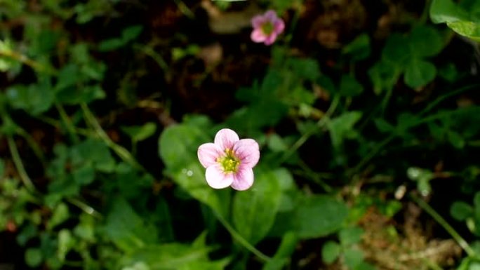 小花伸向天空