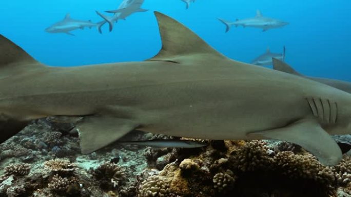 太平洋上美丽的柠檬鲨和鱼类。水下生活，鲨鱼在珊瑚礁附近游泳。在清澈的水中潜水。