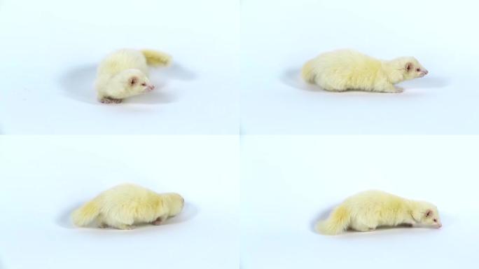 白化的白化雪貂furo在白色背景下行走和嗅探。慢动作。特写