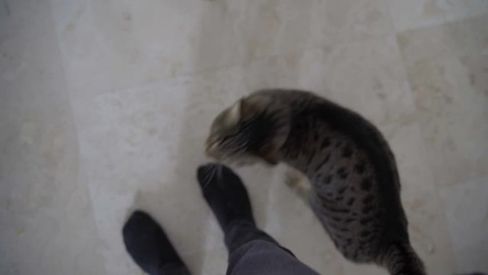 一只饥饿的猫四处走动并要求款待的视点镜头。