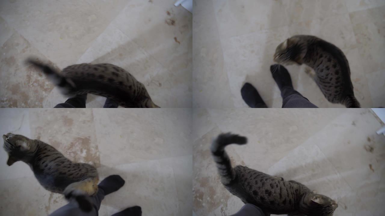 一只饥饿的猫四处走动并要求款待的视点镜头。
