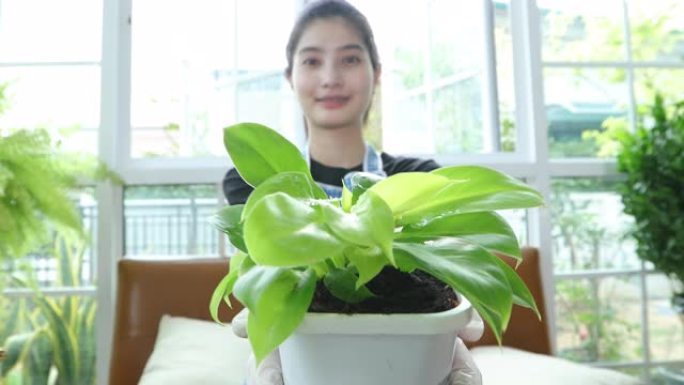 亚洲妇女种植和园丁在家里的花园里喷洒植物上的水。