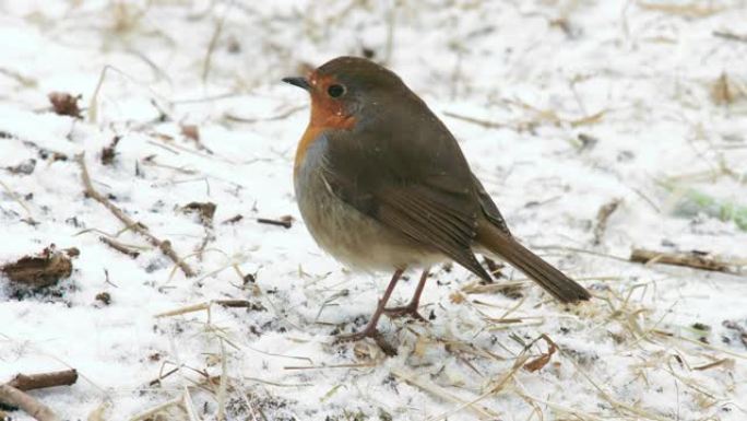 欧洲罗宾 (robin) 在白雪覆盖的田野中