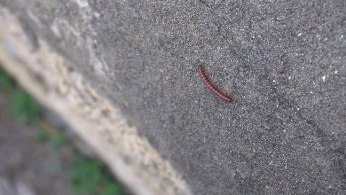 红黑蜈蚣在路边石墙爬行