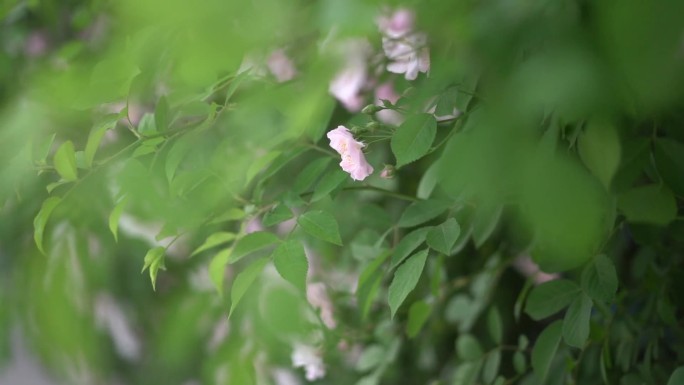 蔷薇花 春 绿植 初夏 盛开