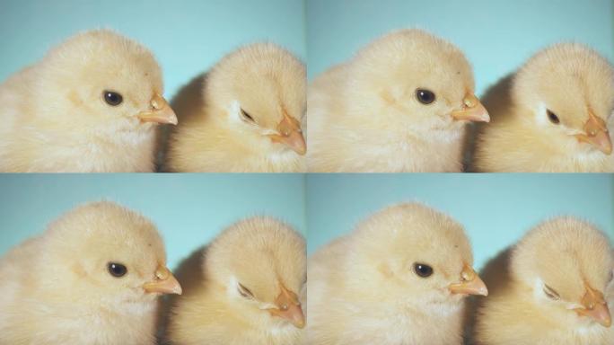 两只小鸡坐在一起。幼小鸡孤立绿屏背景