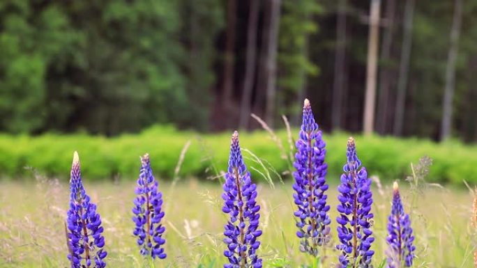草地上野生蓝色羽扇木花的特写镜头，周围有一些昆虫飞来飞去并收集花粉。(羽扇藻)。春天开花。