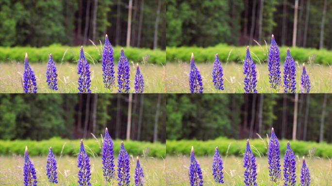 草地上野生蓝色羽扇木花的特写镜头，周围有一些昆虫飞来飞去并收集花粉。(羽扇藻)。春天开花。