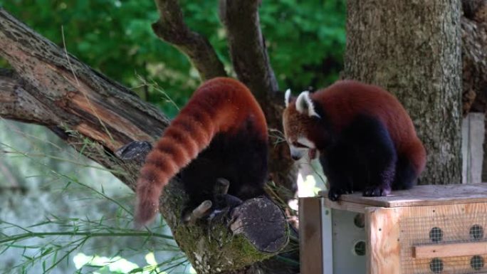 小熊猫，Ailurus fulgens，也称为小熊猫和红猫熊。