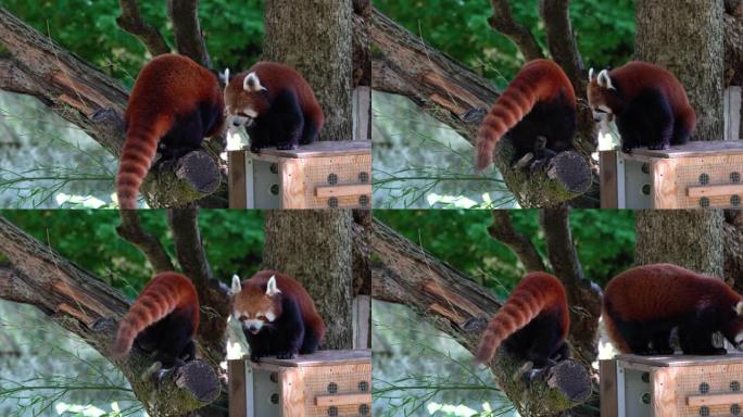 小熊猫，Ailurus fulgens，也称为小熊猫和红猫熊。