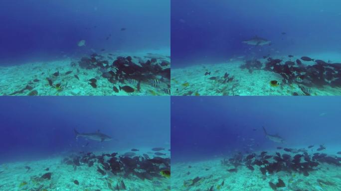 虎鲨-Galeocerdo cuvier在蓝色水中游过礁石