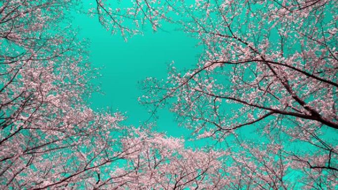 湛蓝的天空下樱花舞台背景温馨温暖温情温存