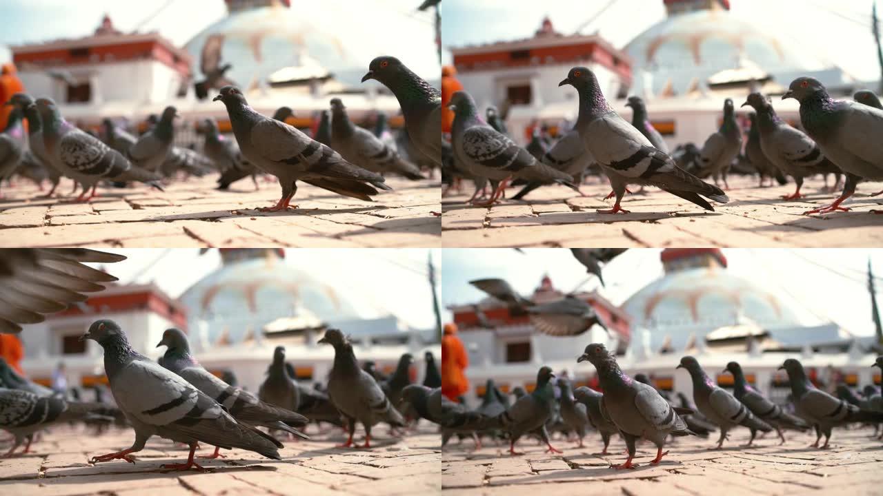 鸽子在尼泊尔首都的主要广场上蜂拥而至