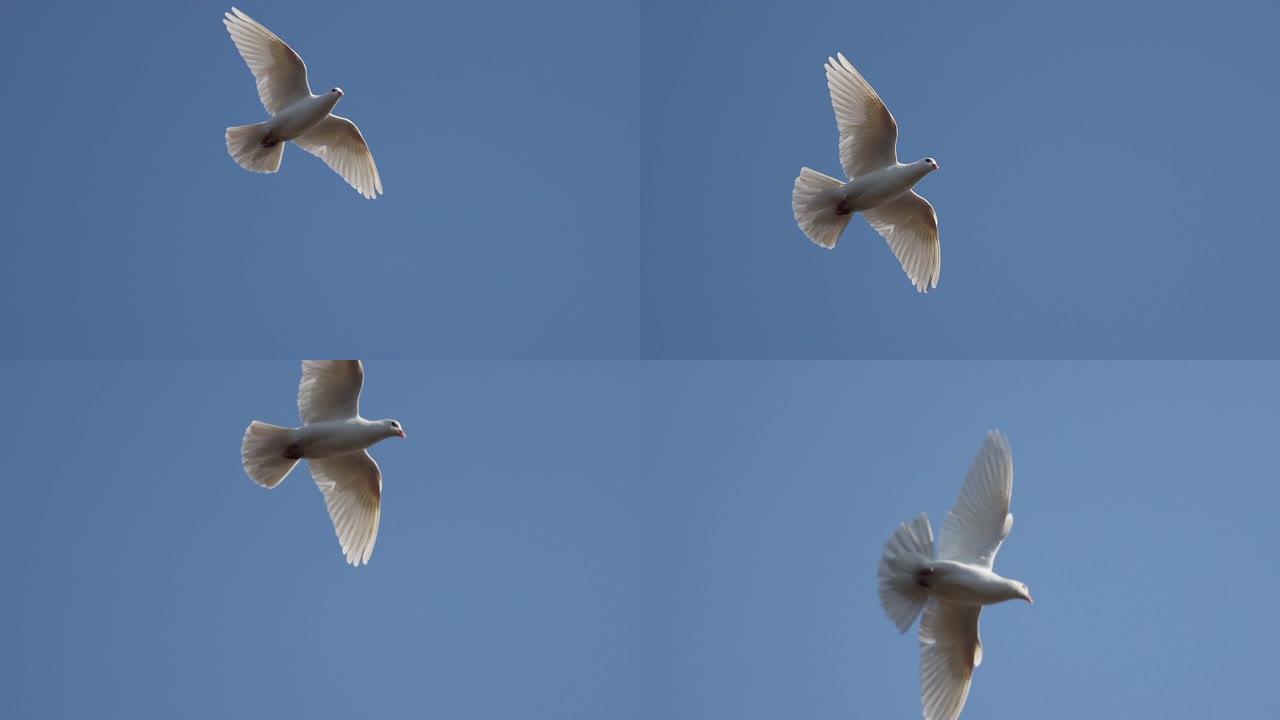 白鸽在蓝天中飞舞
