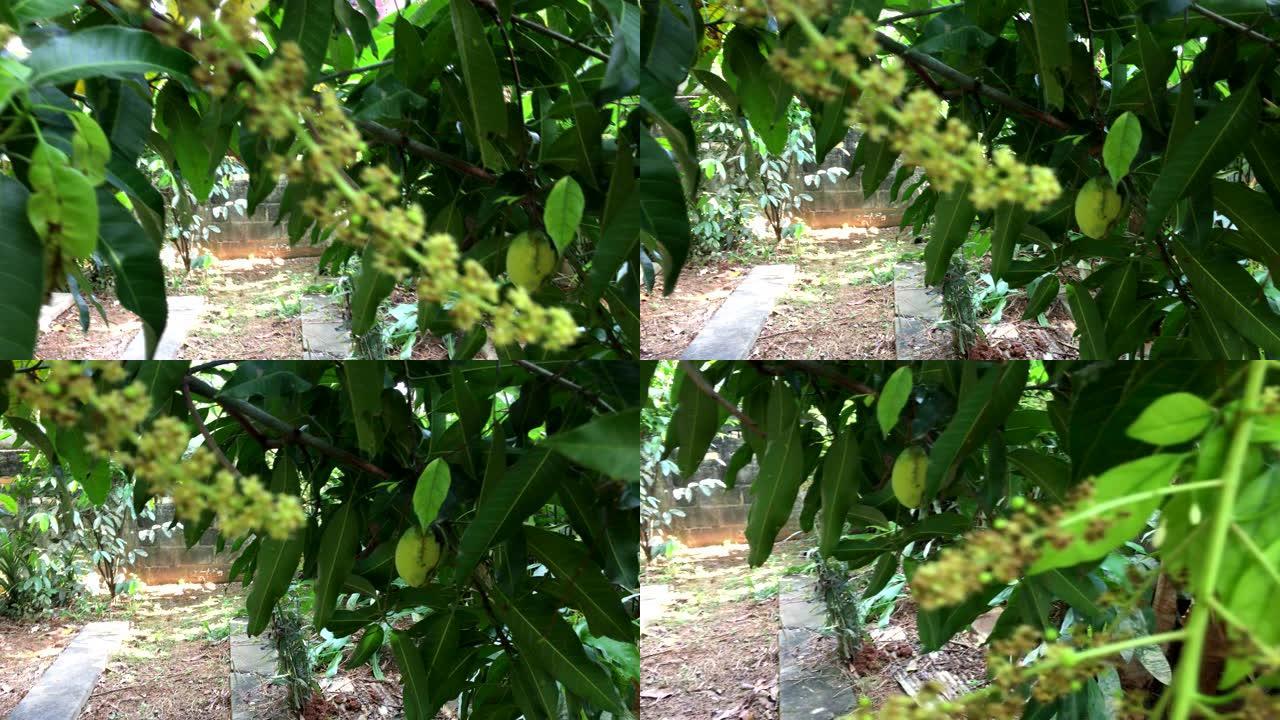 芒果花在树上开花