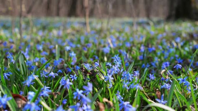 森林中的Scilla siberica或蓝色雪花莲。春天的蓝色花朵或蓝色雪花莲。第一个春天风信子。