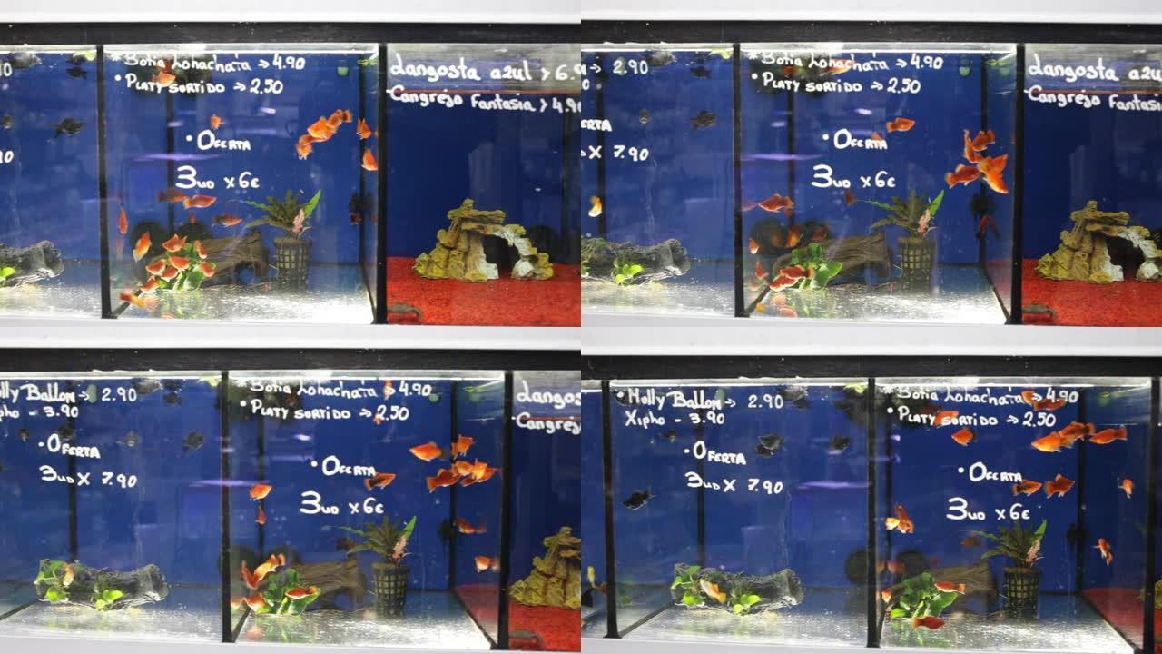 宠物商店玻璃水族馆里的五彩鱼