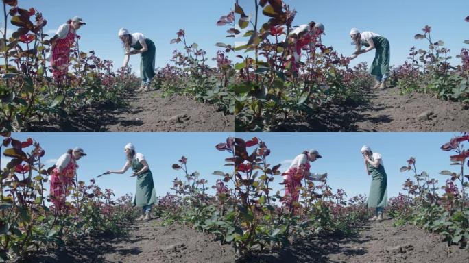 农民的家庭在耕地中检查玫瑰种植园中的新苗。农业职业。家族企业。