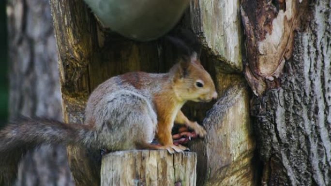 野生红色怀孕欧洲松鼠在森林中觅食