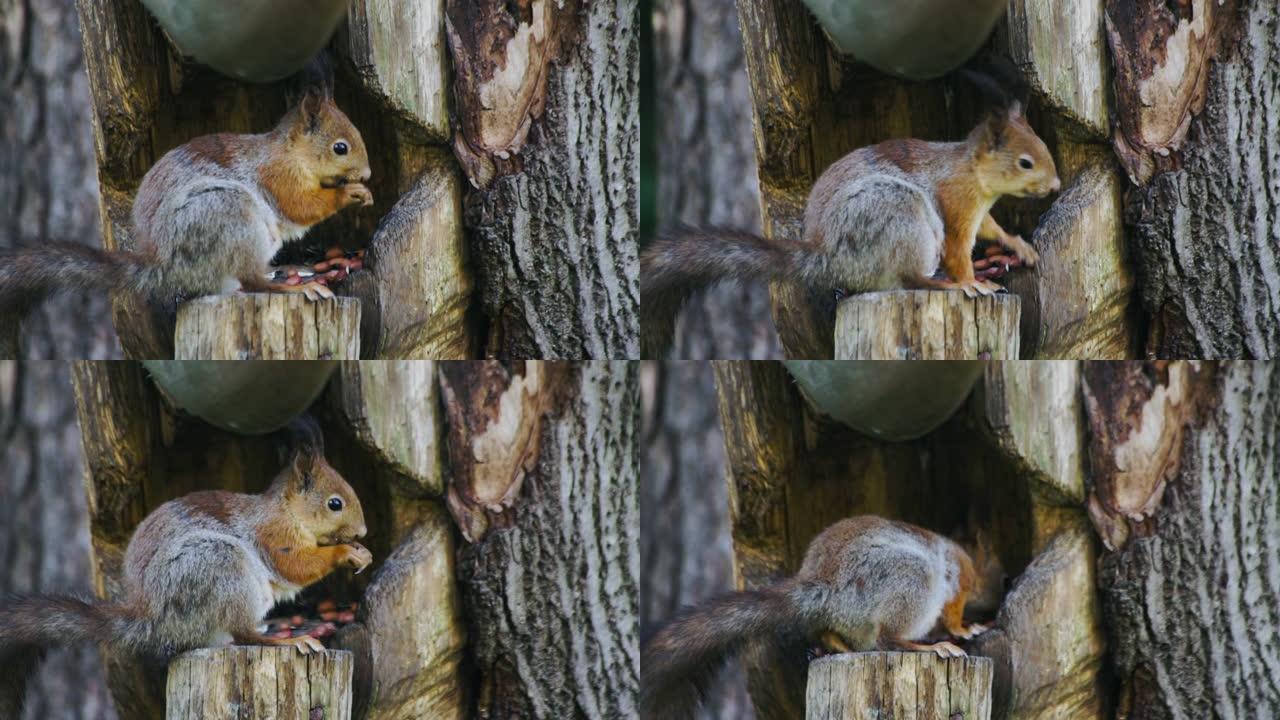 野生红色怀孕欧洲松鼠在森林中觅食