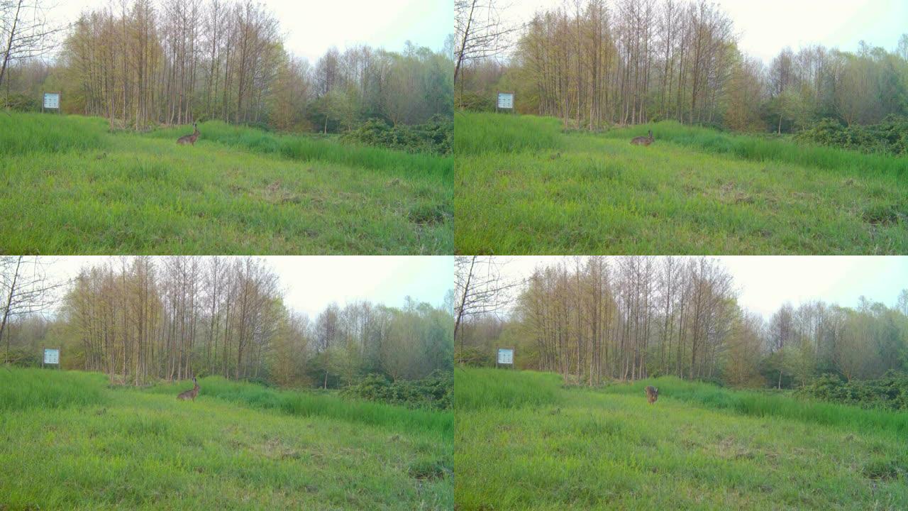 在绿草的草地上奔跑的欧洲野兔 (Lepus Europaeus) 的视图