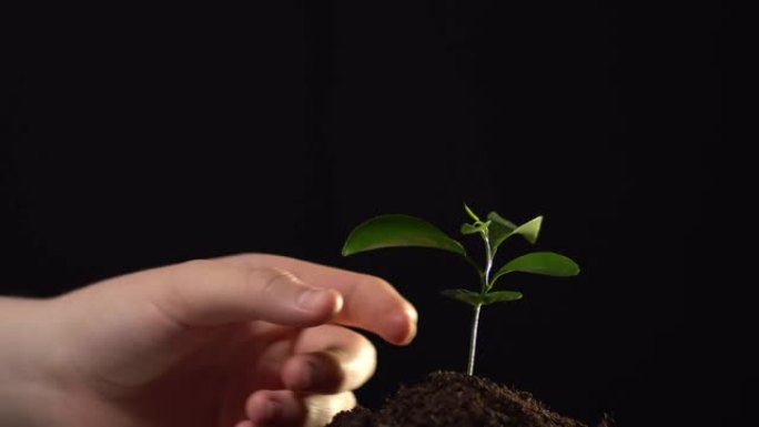 在黑色背景上隔离的少量土壤中关闭小植物。一个人将一株植物的根部从地下取出并移除。生态、环境保护、珍稀