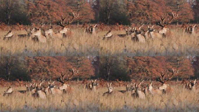 红鹿雄鹿的特写镜头在秋天进食