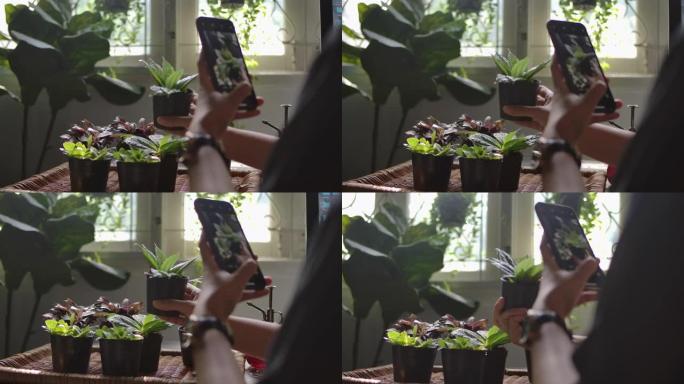 一名年轻女子的手持照片正在用智能手机在室内家庭花园为植物拍照。