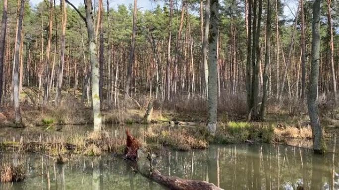波兰森林中的沼泽