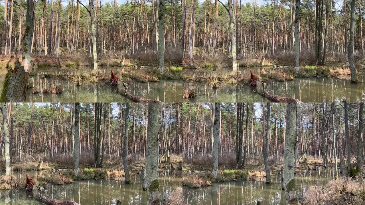 波兰森林中的沼泽