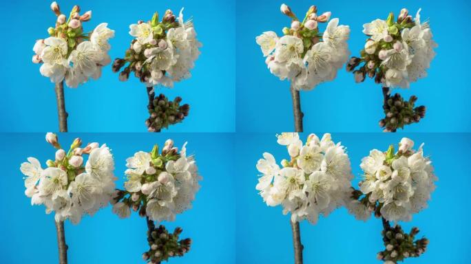 4k延时的甜樱桃树花开并在蓝色背景上生长。盛开的小白花的小花。9:16比率的时间流逝。