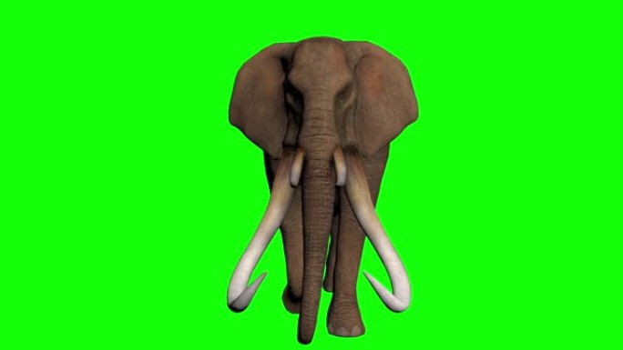 绿屏上的3D大象动画和超逼真渲染股票视频