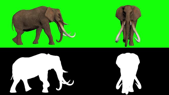 绿屏上的3D大象动画和超逼真渲染股票视频