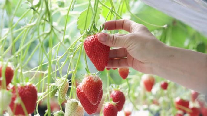 女人在田间收获草莓