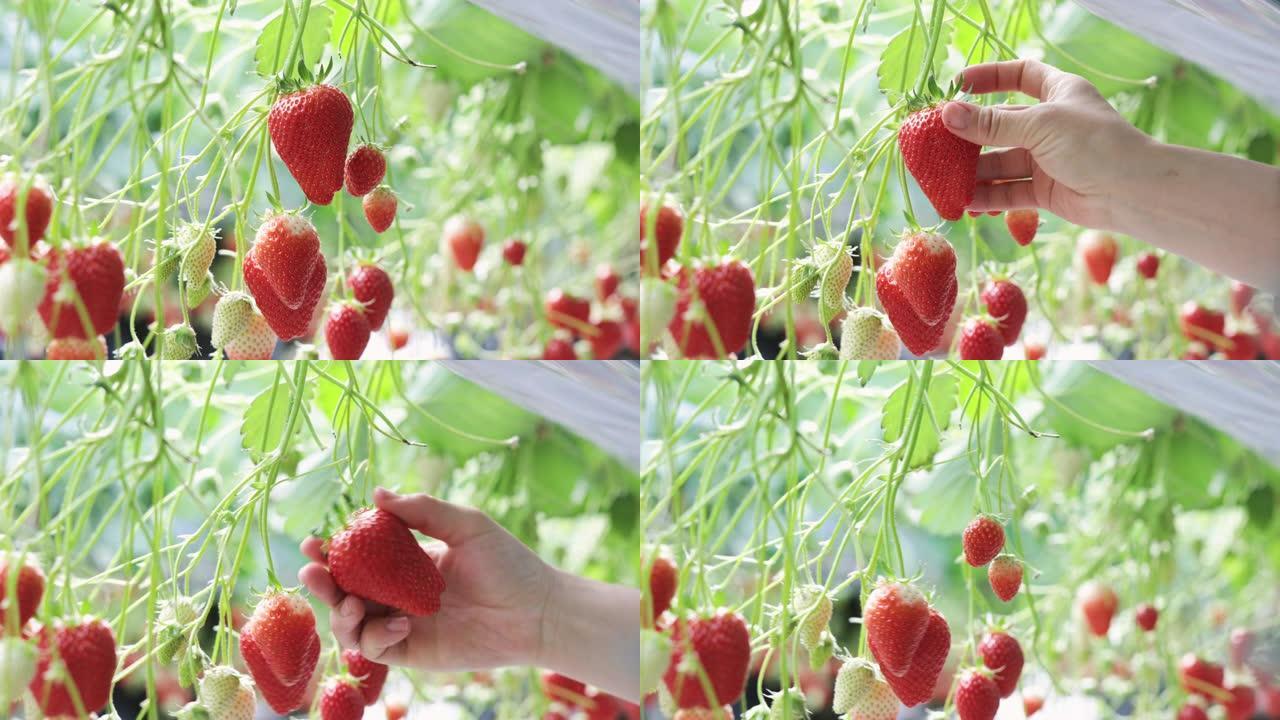女人在田间收获草莓