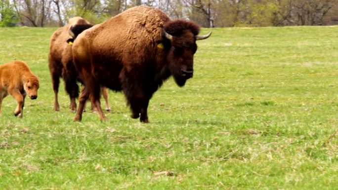 在草地牧场上奔跑的小可爱的野牛小牛。在草地上玩牛
